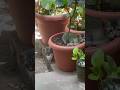 #cat #play #kitten #funny #animals #pets #garden #cute #love #nature #kitty