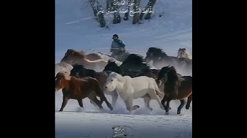 والعاديات ضبحآ/اروع تلاوة القرآن الكريم /محمد حسين عامر حالات وتساب