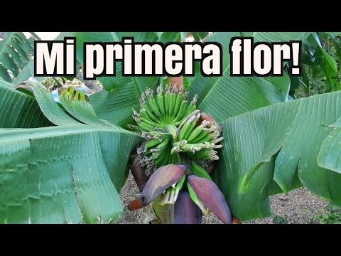 Video: Cómo Florece Un Plátano