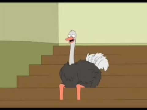 Live Studio Ostrich