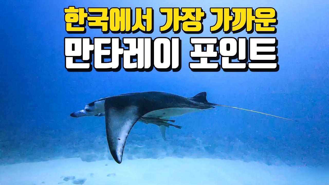 가장 가까운 만타포인트 '이시가키' | 한국에서 2시간반 | 언제가야 가장 좋을까?