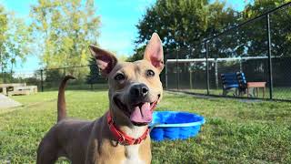 Meet Alice, Adoptable Pup Who Can Play Infinite Fetch