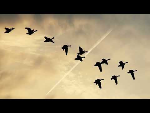 Почему птицы летят клином