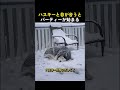 ハスキーと目が合うとパーティーが始まるww