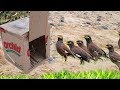 Awesome Quick Bird Trap Using Box Paper Make By Smart Girl Work 100%