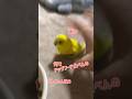 鳥でしょうが