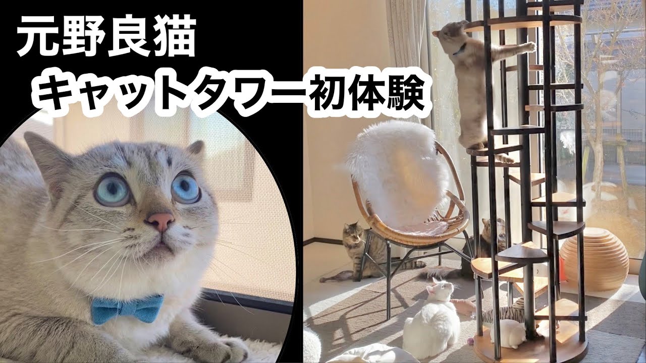 安定感抜群で究極の猫心地♪❤5段階式設計で多頭飼いにも最適 安定感抜群で究極の猫心地♪❤5段階式設計で多頭飼いにも最適