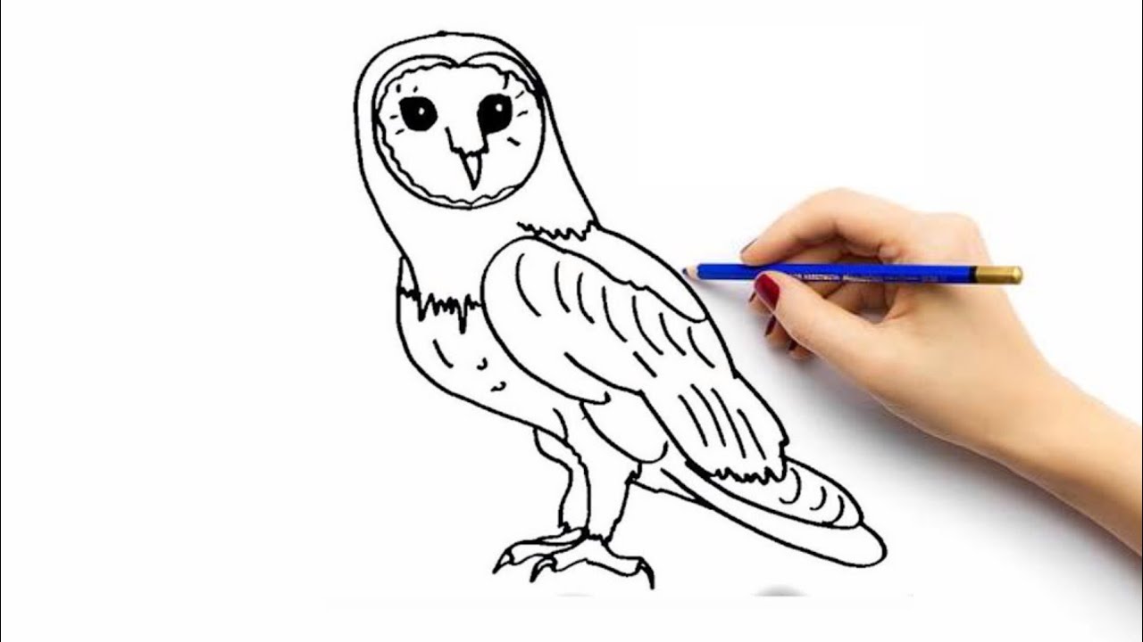 5100 Sketsa Gambar Burung Hantu HD Terbaru