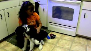 How To Microchip Your Dog Avid Springer Spaniel Duke