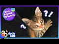 Tiny Cat Chose Someone Special To Be Her Mom | Best Animal Friends | Dodo Kids