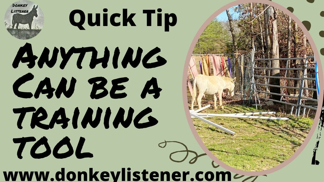 Donkey Training Tips {Training Donkeys and Preparing them for advanced skills}