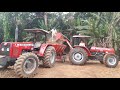 massey Ferguson   adivanced 275🚜🚜🚜🐄🐄🐂🐂🐂