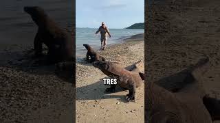 El Dragón de Komodo Puede Matarte Sin Perseguirte #curiosidades #naturaleza #animales #shorts