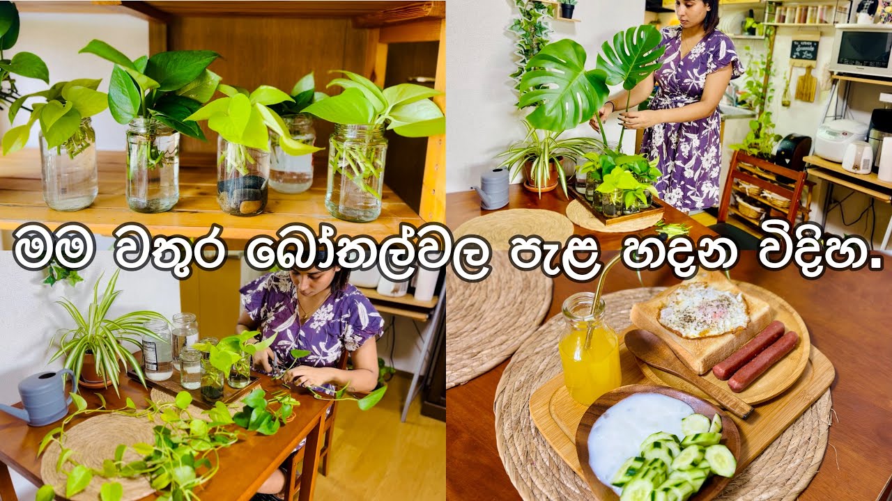 මම වතුර බෝතල්වල පැළ හදන විදිහ🪴| water propagation tips🌿meal prep🍳day in my life|Life in japan🇱🇰🇯🇵