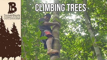 Climbing Into The Rain Forest Canopy: Life In The Amazon Jungle