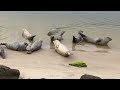 Hvide Sande 2025 Hvide Sande 2025