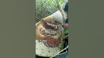 Panen madu hutan super besar #lebah #maduhutanasli #maduhutanliar