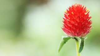 紅い花(ちあきなおみ)ぶん・いとう 郷えい治 検索動画6 紅い花(ちあきなおみ)ぶん・いとう 郷えい治 検索動画 6