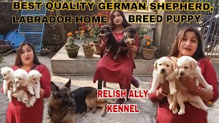 BEST QUALITY GERMAN SHEPHERD, LABRADOR HOME BREED PUPPY|BIGGEST DOG KENNEL IN HOWRAH|BEST QUALITY