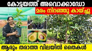 കോട്ടയത്ത് അവൊക്കാഡോ മരം നിറഞ്ഞു കായ്ച്ചു | ആരും തരാത്ത വിലയിൽ തൈകൾ | EXOTIC PLANTS