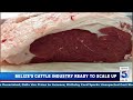 High-End Mexican Market Within Reach for Belize Beef