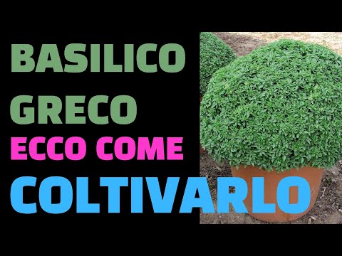 Video: Basilico nano greco – Suggerimenti per coltivare il basilico greco nei giardini