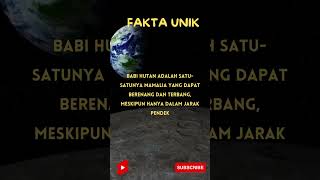 Fakta unik / Babi Hutan / Fakta Hewan #shorts #shortsvideo