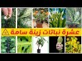 عشرة نباتات زينة منزلية سامة
