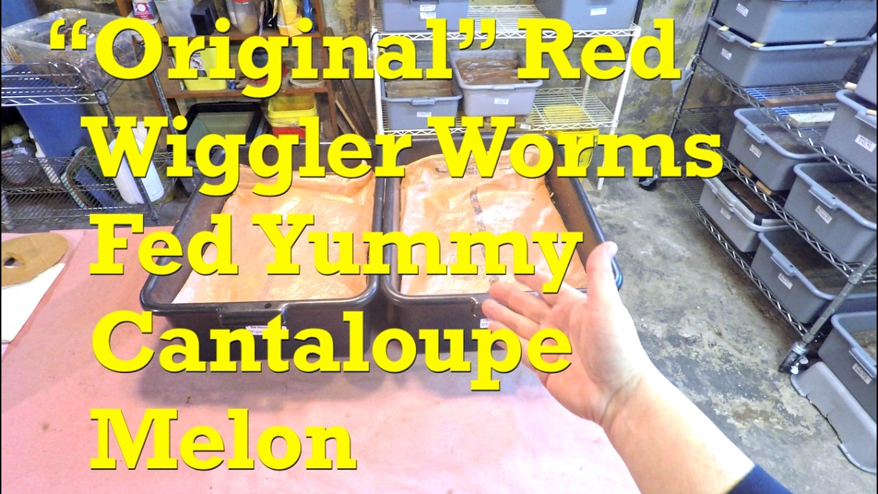 7-я подкормка очень загруженных 75-дневных 