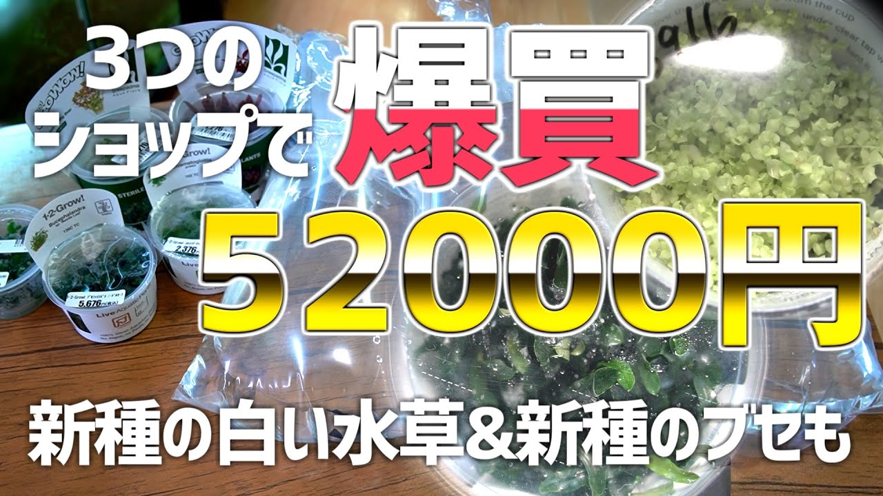 We show you everything from new white aquatic plants to