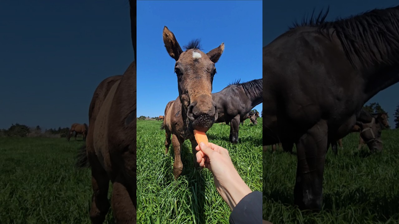 한국에서 당근 제일 빨리 먹은 경주마🐴 #쁘쥬 #생후두달
