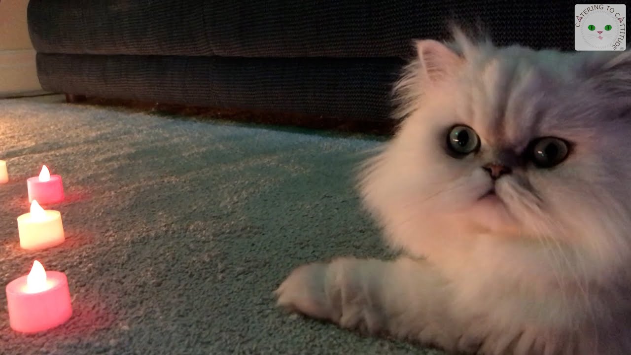 Cat admires her cat-friendly Christmas tree 