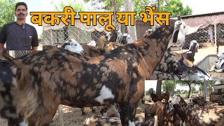 बकरी पालन के भी इतने फायदे होते हैं कभी सोचा ना था | sirohi gujri beetal goat farming at haryana