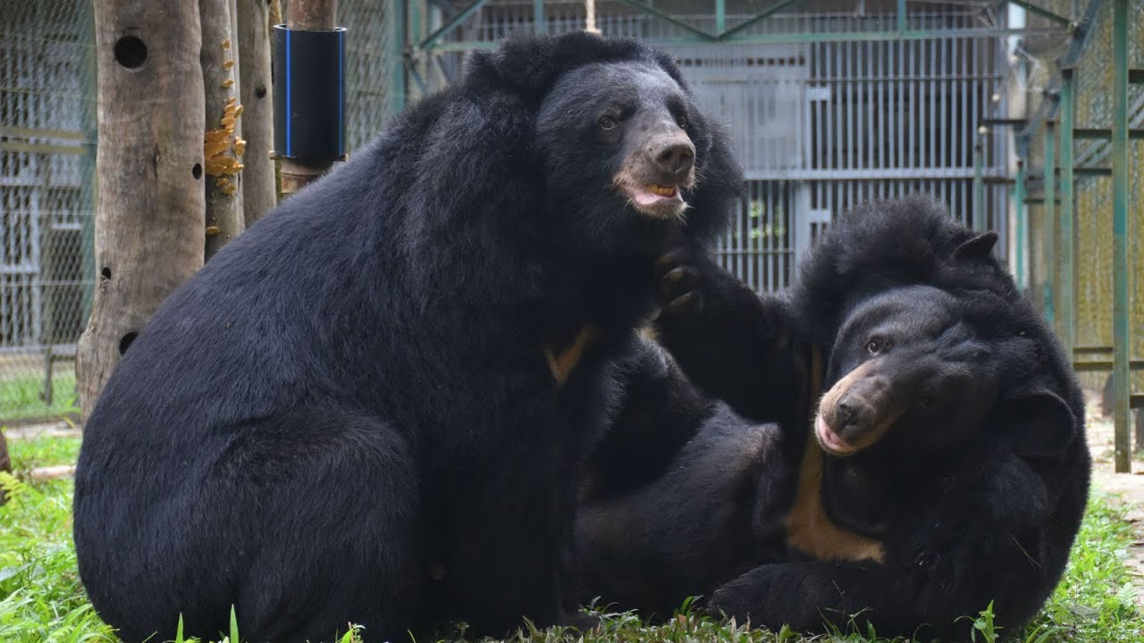 Rescued bears enjoy their happy-ever-after moment - YouTube