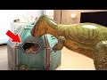 공룡 인기영상 모음 거대 공룡 놀이 뉴욕이랑 놀자 Giant Dinosaur Compilation NY Toys