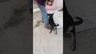 Shakal se gunda dil se bacha!😂#rottweiler #rottie #guarddog #funnydogs #rottweilerpuppy #dogtraining