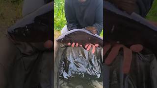 Lin złowiony, majówka zaliczona Najlepszy czas to ten nad wodą #fishing #emigracja #polacyzagranica