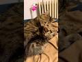 #katerakiitten #katze #katzen #catbaby #cute #animals #pets#haustiere #reels #shorst #youtubeshorts