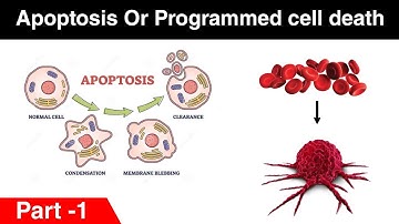 Apoptosis OR Programmed cell death | Regulation of apoptosis | Part-1 | In Hindi