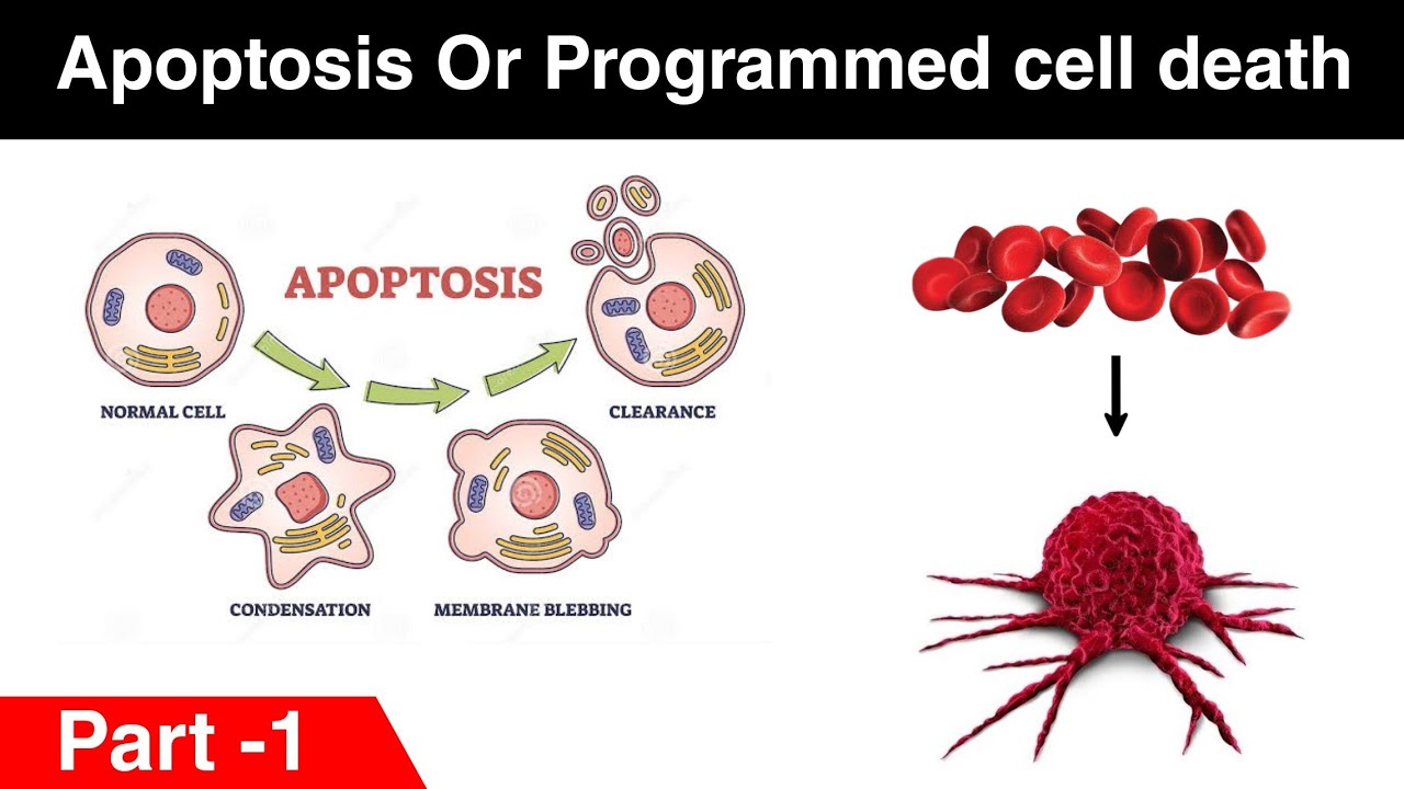 Apoptosis OR Programmed cell death | Regulation of apoptosis | Part-1 ...