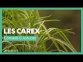 Les carex  description et conseils dentretien  truffaut