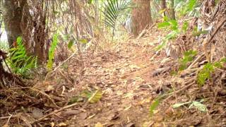A Glimpse Of A Stoat