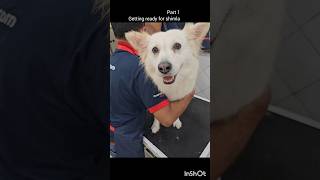Travel with Icy- Part 1. Getting Ready #dogandme #doglife #furryexplorer