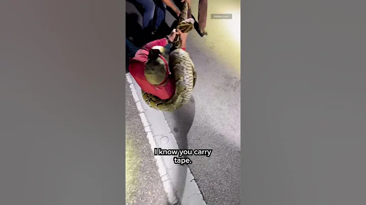 The longest #Burmese #python captured in #Florida