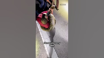 The longest #Burmese #python captured in #Florida