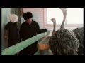 Сибирские страусы  Деревня Цветнополье
