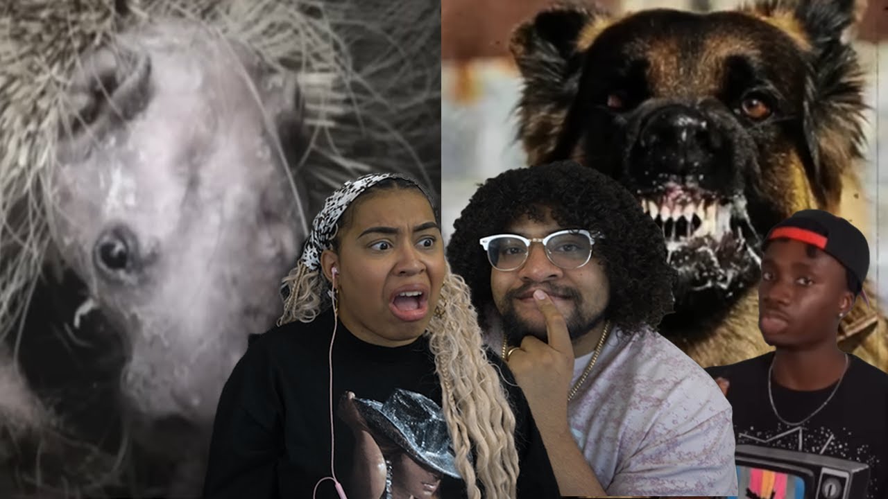 Болезни животных, достойные фильма ужасов | Casual Geographic Reaction