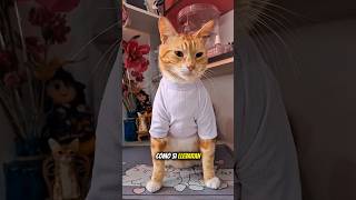 ¿Por qué algunos gatos tienen "calcetines"?