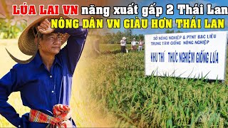 “Du Học” Trồng Lúa Tại Việt Nam Nông Dân Thái Lan Ghen Tỵ Vì Năng Xuất Gấp 2 Thái Lan