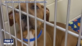 Minneapolis Animal Care and Control sees influx of dogs needing adopting | FOX 9 KMSP